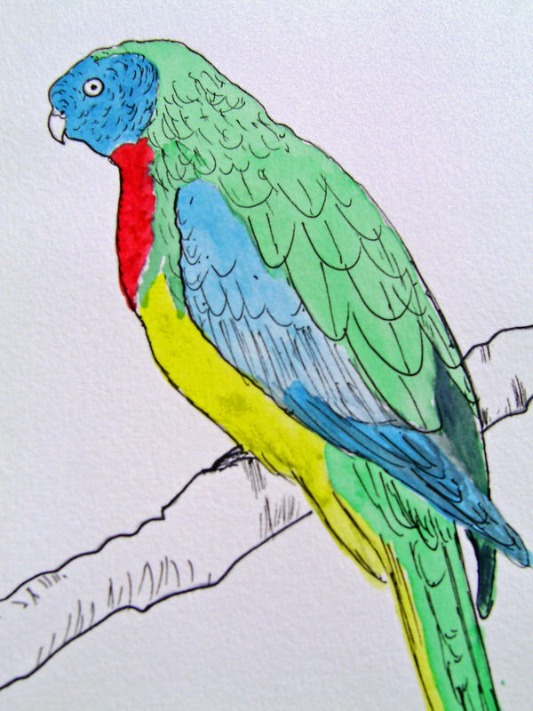 aquarelle PERRUCHE 20x30 [19.99 - 2.90]