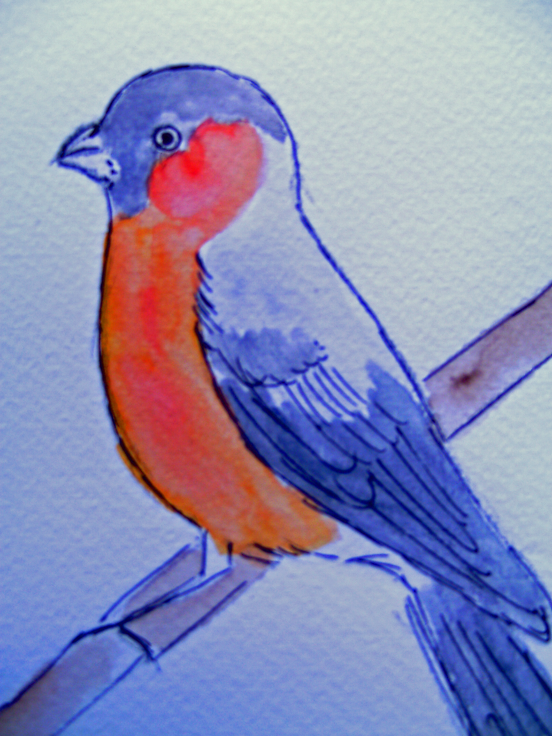 Aquarelle BOUVREUIL 20x15 [12.50 - 2.90]