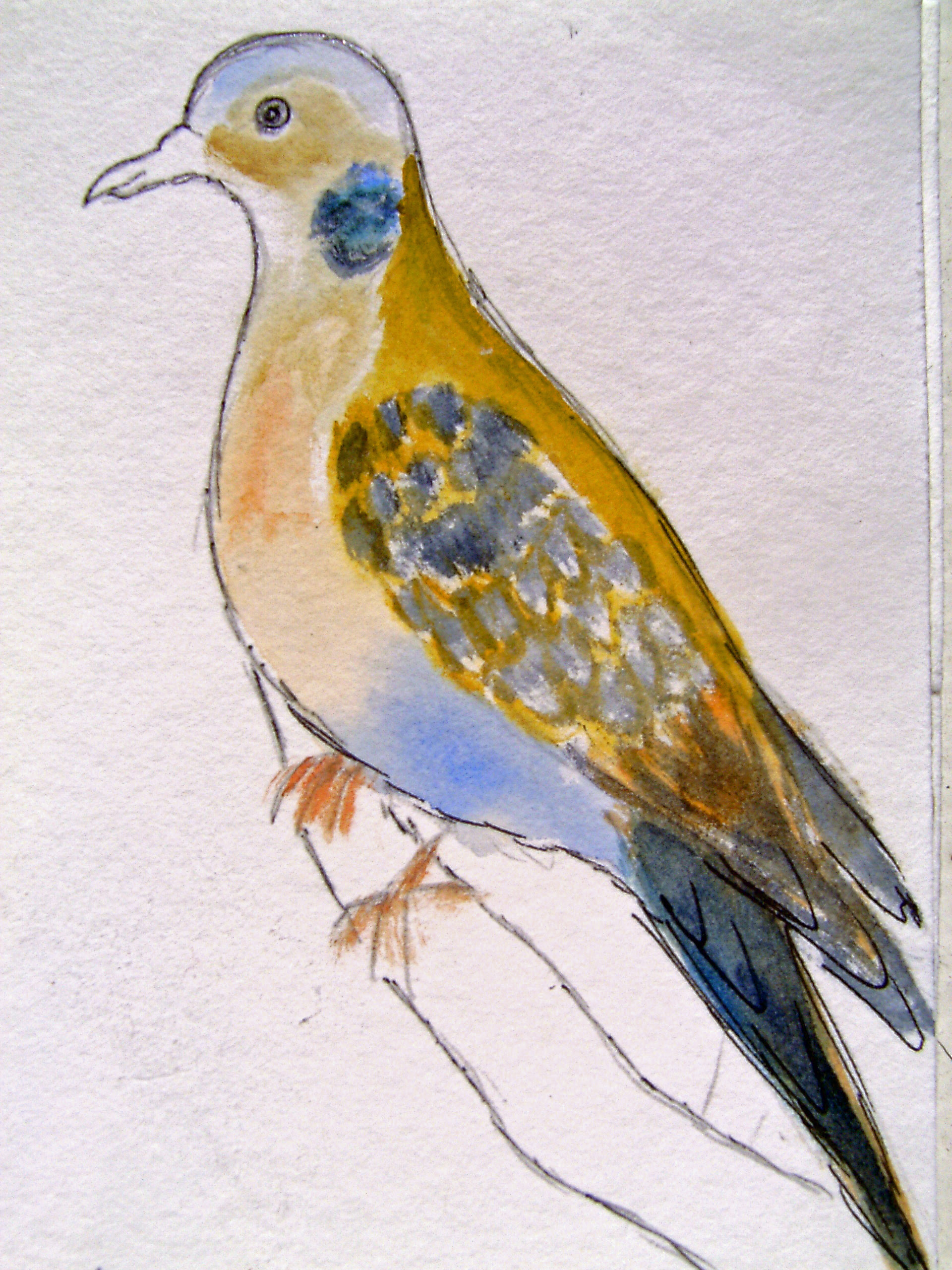 Aquarelle TOURTERELLE 20x15 [15.50 - 2.90]