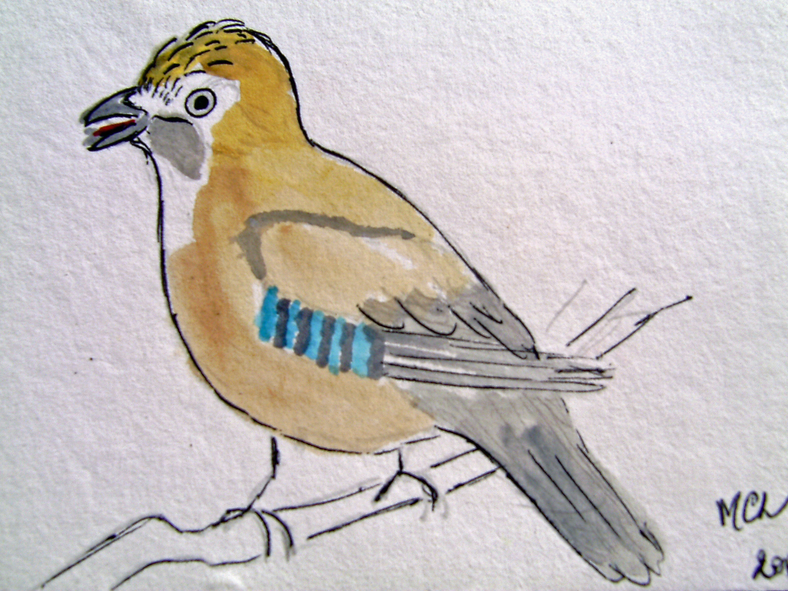 Oiseaux Oiseaux
