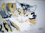 Aquarelle CAT 20 x 15  [14.99 - 2.90]